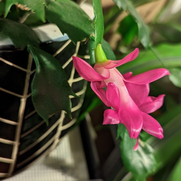 Meet your Posher, Alexandria - Picture 1 of 1